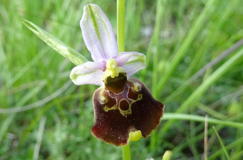 Ophrys holosericea, tetraloniae o untchjii ? ......holosericea.